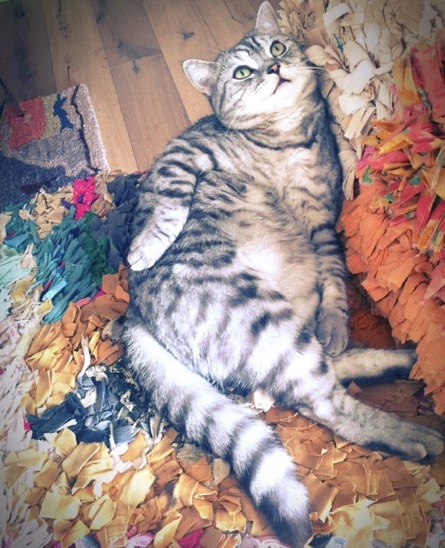 fat but adorable mitchell